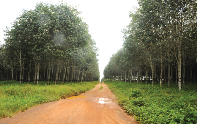 The rubber plantation